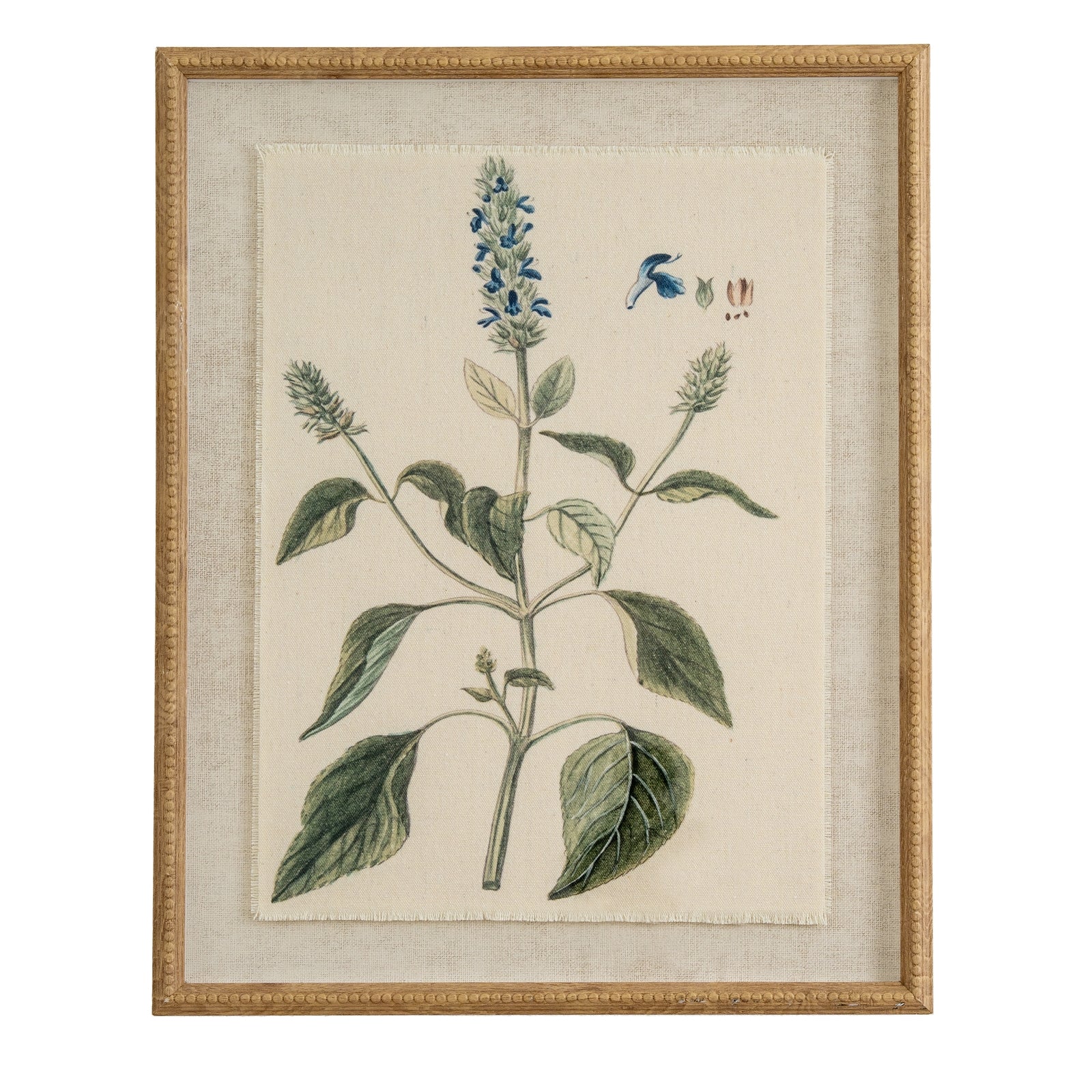 Flora & Fauna Study Salvia Art Print On Linen Beaded Wooden Frame Product Image