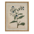 Flora & Fauna Study Borage Art Print On Linen Beaded Wooden Frame Product Image