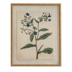 Flora & Fauna Study Borage Art Print On Linen Beaded Wooden Frame Product Image
